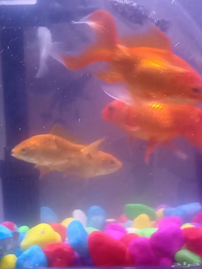 اسماك زينه اربع سمكات مع الحوض مع ماطور هواء 6