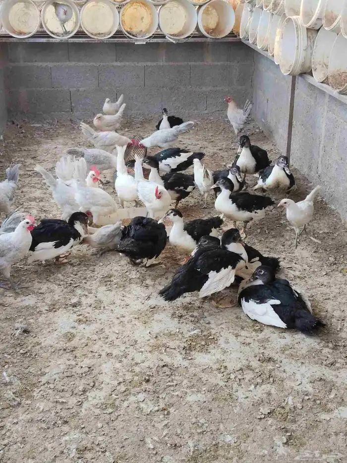 بح مسكوفى 2