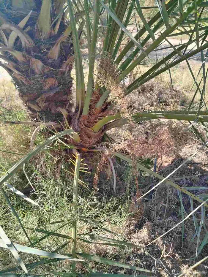 نخل اللقصيم للبيع 5