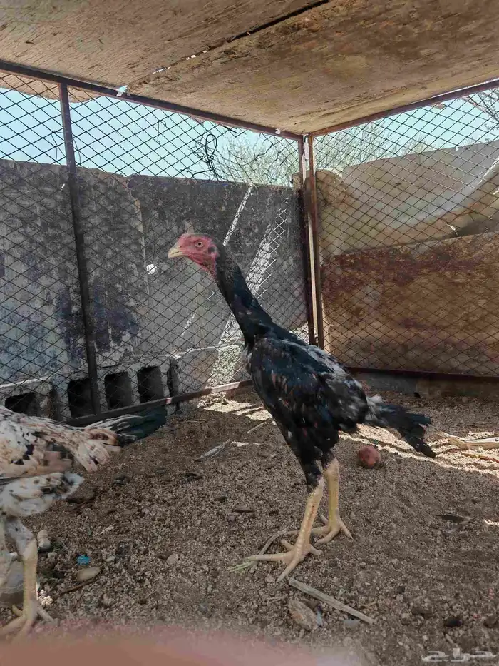 دجاج شاومي يباني 1