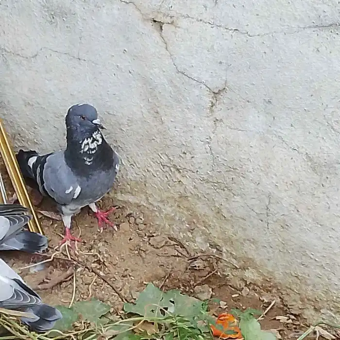 ازواج بلدي وطبات باكستاني 2
