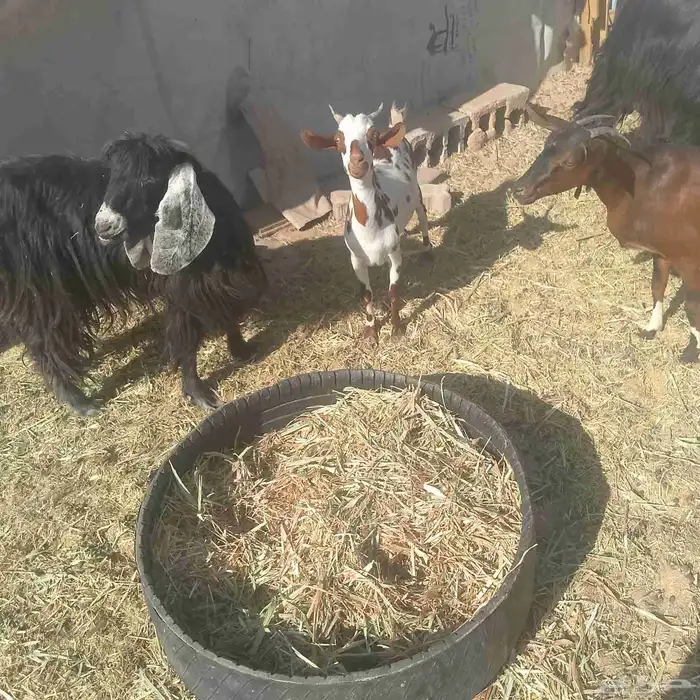 تيس جنوبي عليه 800 و البيع قريب 0