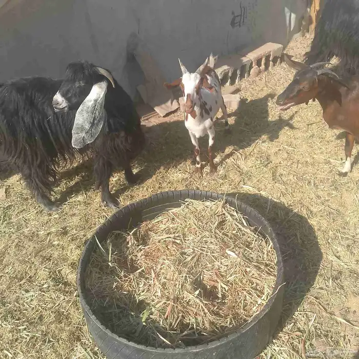 تيس جنوبي عليه 800 و البيع قريب 1