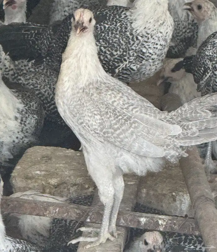 فيومي المنيوم(تم البيع) 0