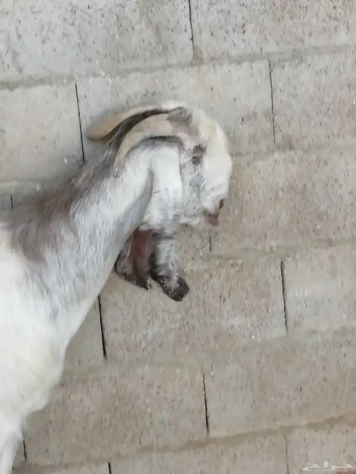 عنز دافع منوة القناوي 0
