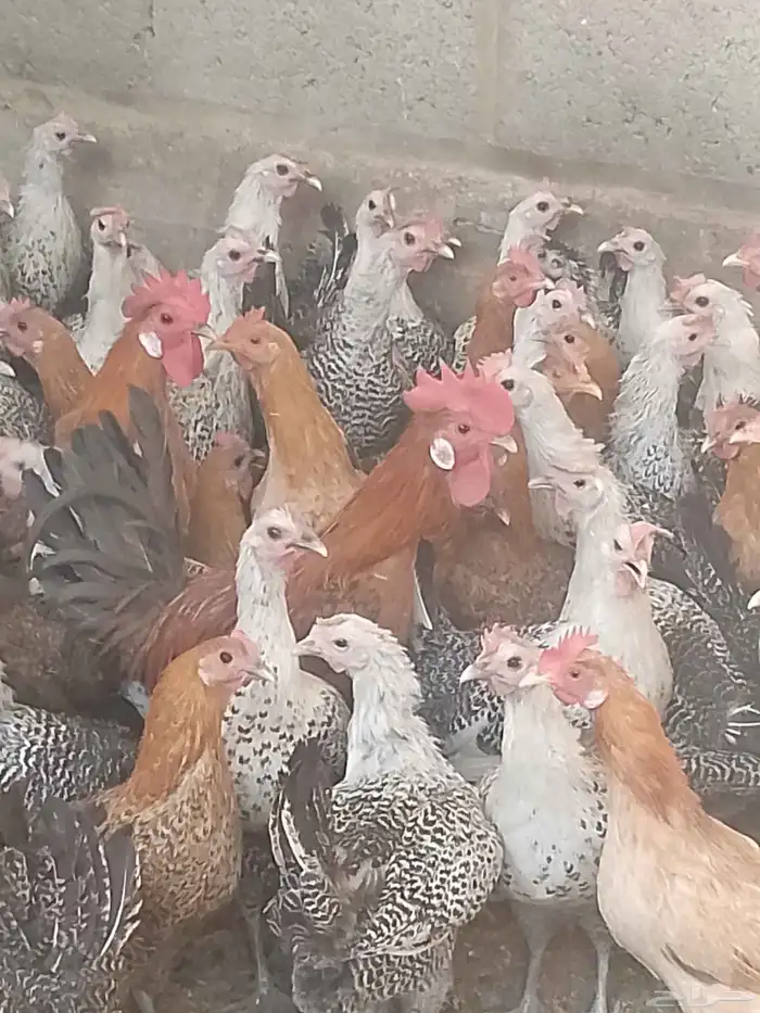 دجاج بياض اعمار 8و9شهور بياض 2