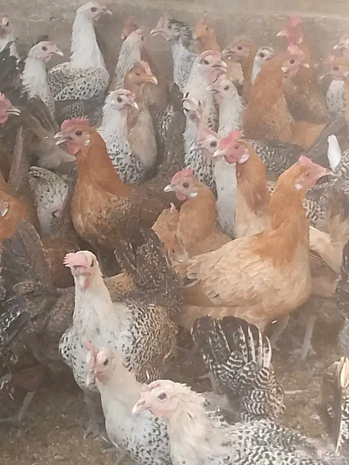 دجاج بياض اعمار 8و9شهور بياض 3