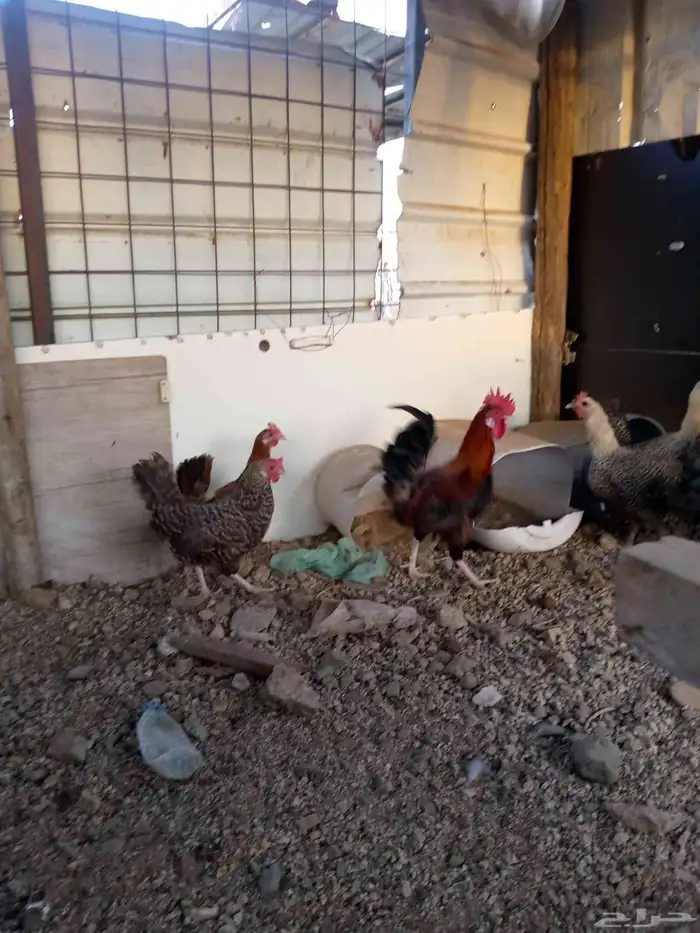 6ديوك 6 دجاجت للبيع شرط بيض و الديوك شرط اذان وشرط تلقيح 6