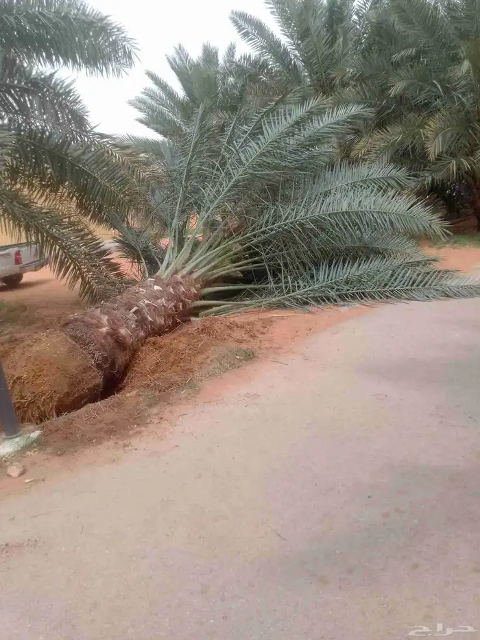 نخل عربي ووشنطني وتكريب النخيل وتركيب الشبوك 8