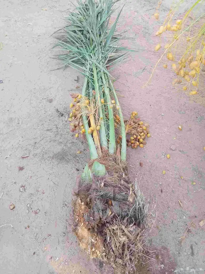 نخل للبيع القصيم 11