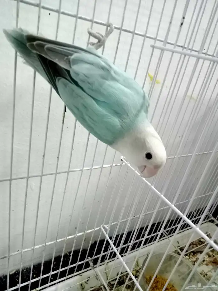 روز الأنتاج احجام سوبر جامبو 3