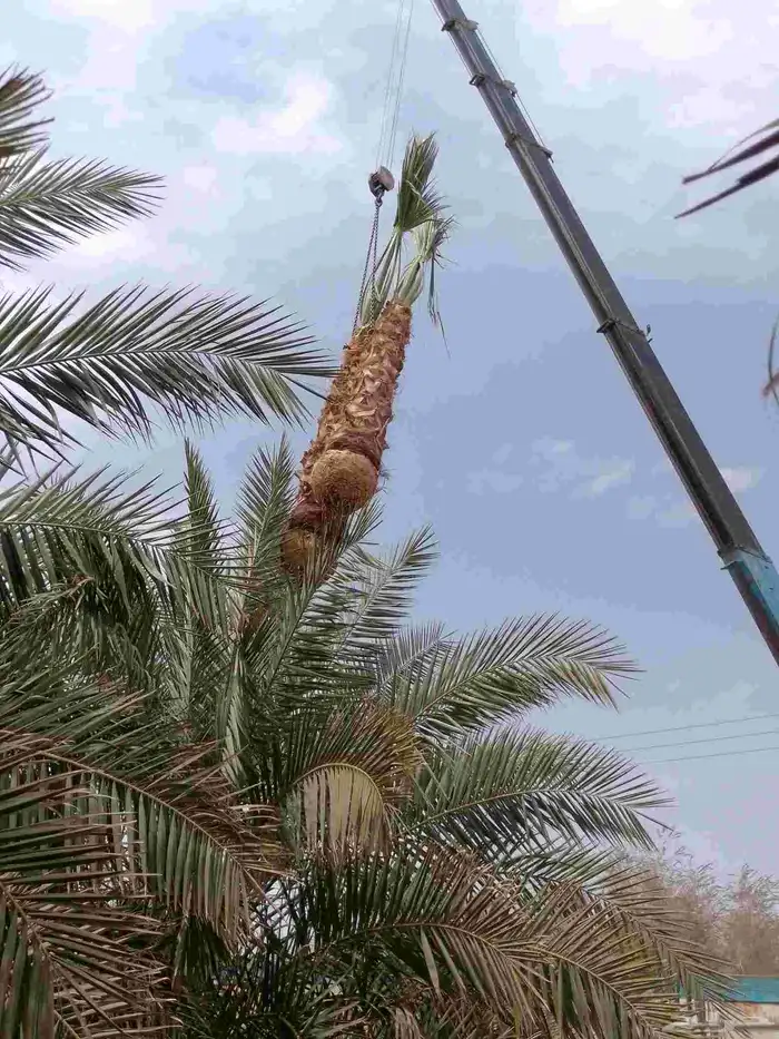 نخل عربي ووشنطني وتكريب النخيل وتركيب الشبوك 5