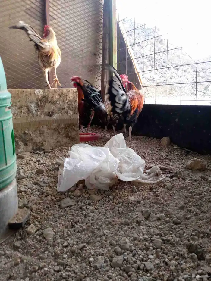 6ديوك 6 دجاجت للبيع شرط بيض و الديوك شرط اذان وشرط تلقيح 2