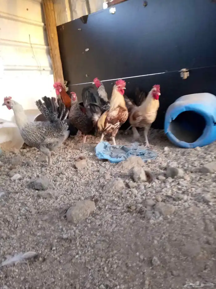 6ديوك 6 دجاجت للبيع شرط بيض و الديوك شرط اذان وشرط تلقيح 9