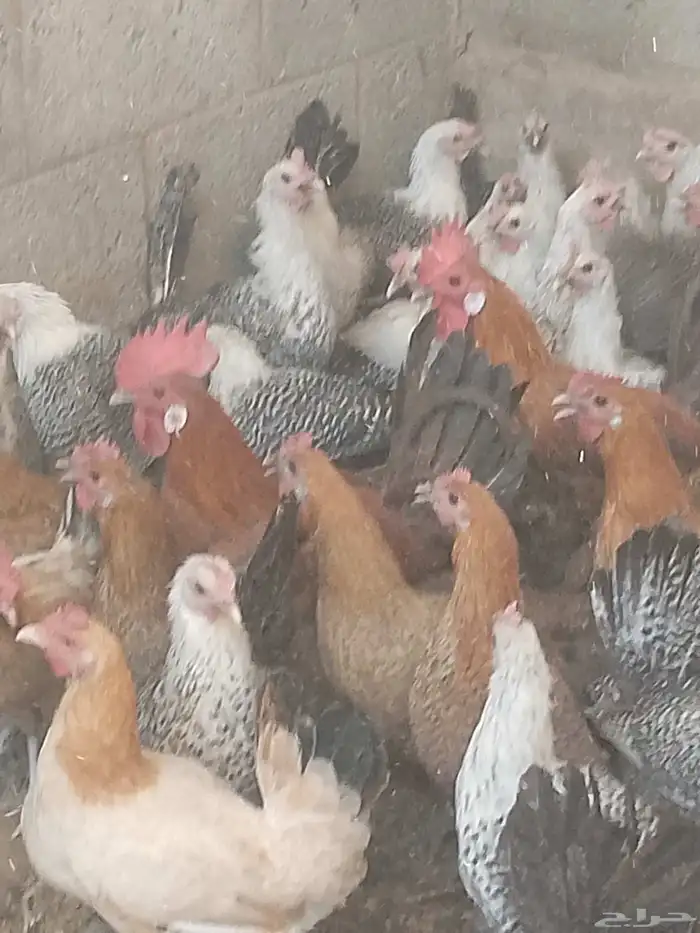 دجاج بياض اعمار 8و9شهور بياض 0