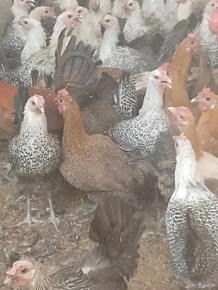 دجاج بياض اعمار 8و9شهور بياض 4