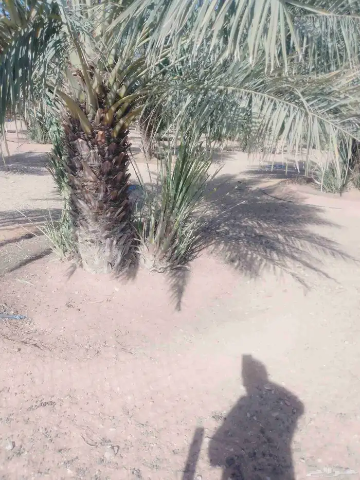 يوجد لدينا فسائل نخيل 1