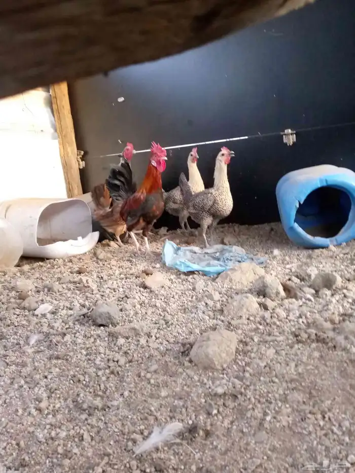 6ديوك 6 دجاجت للبيع شرط بيض و الديوك شرط اذان وشرط تلقيح 1