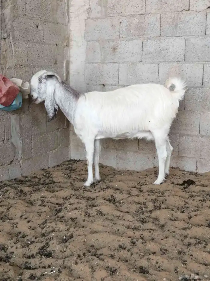 عنز دافع منوة القناوي 1