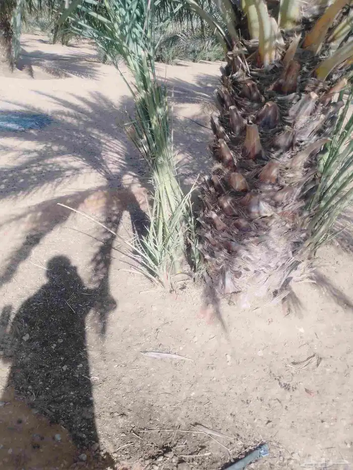 يوجد لدينا فسائل نخيل 2