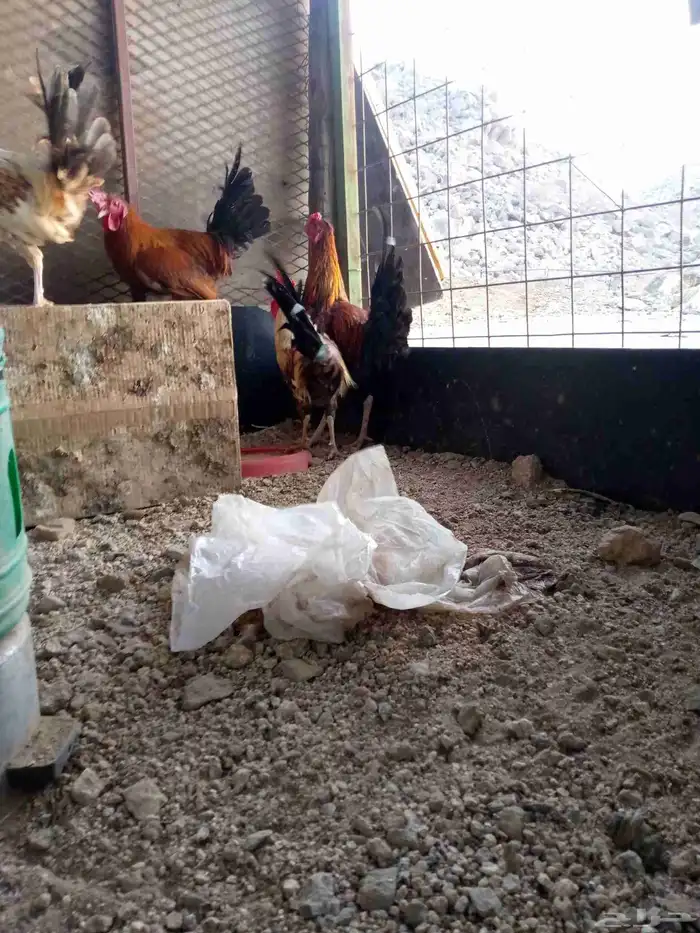 6ديوك 6 دجاجت للبيع شرط بيض و الديوك شرط اذان وشرط تلقيح 0