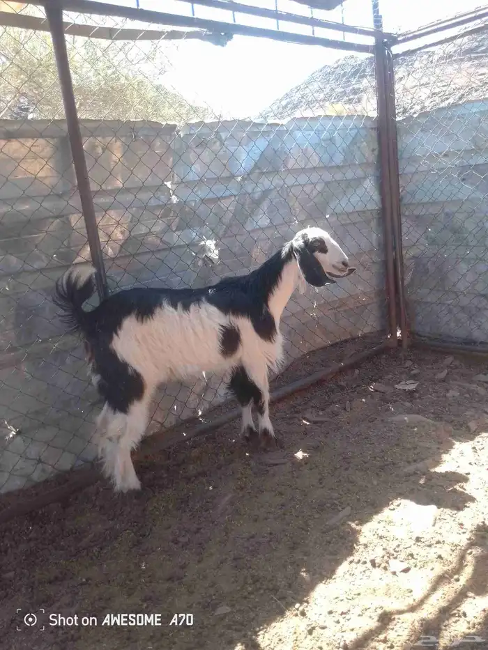 جافره مقفله شحم فل 2