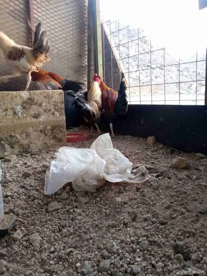 6ديوك 6 دجاجت للبيع شرط بيض و الديوك شرط اذان وشرط تلقيح 3