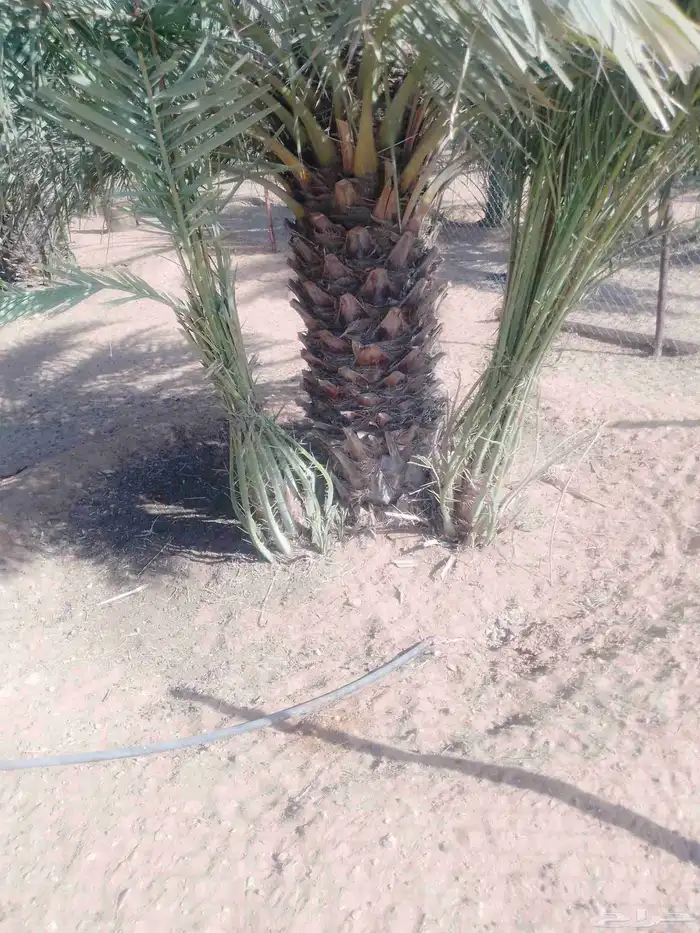 يوجد لدينا فسائل نخيل 0