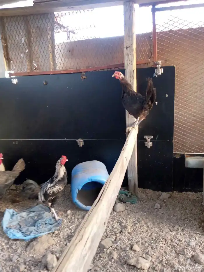 6ديوك 6 دجاجت للبيع شرط بيض و الديوك شرط اذان وشرط تلقيح 5