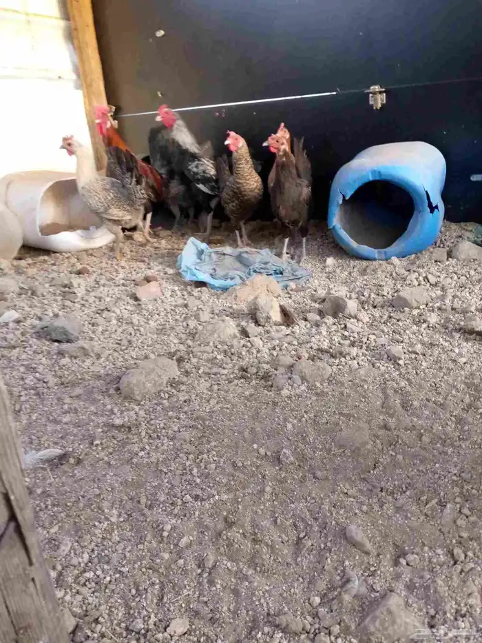 6ديوك 6 دجاجت للبيع شرط بيض و الديوك شرط اذان وشرط تلقيح 7