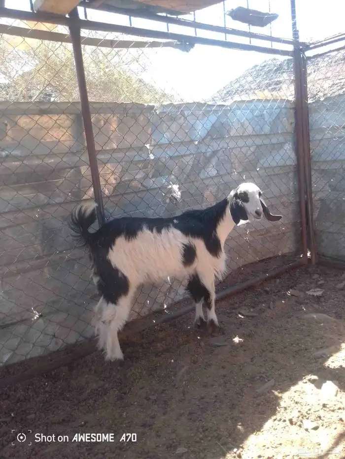 جافره مقفله شحم فل 0