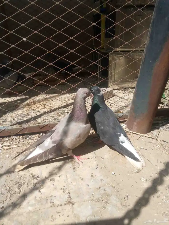 طبه قطيفي معاريف فديو للمطير 0