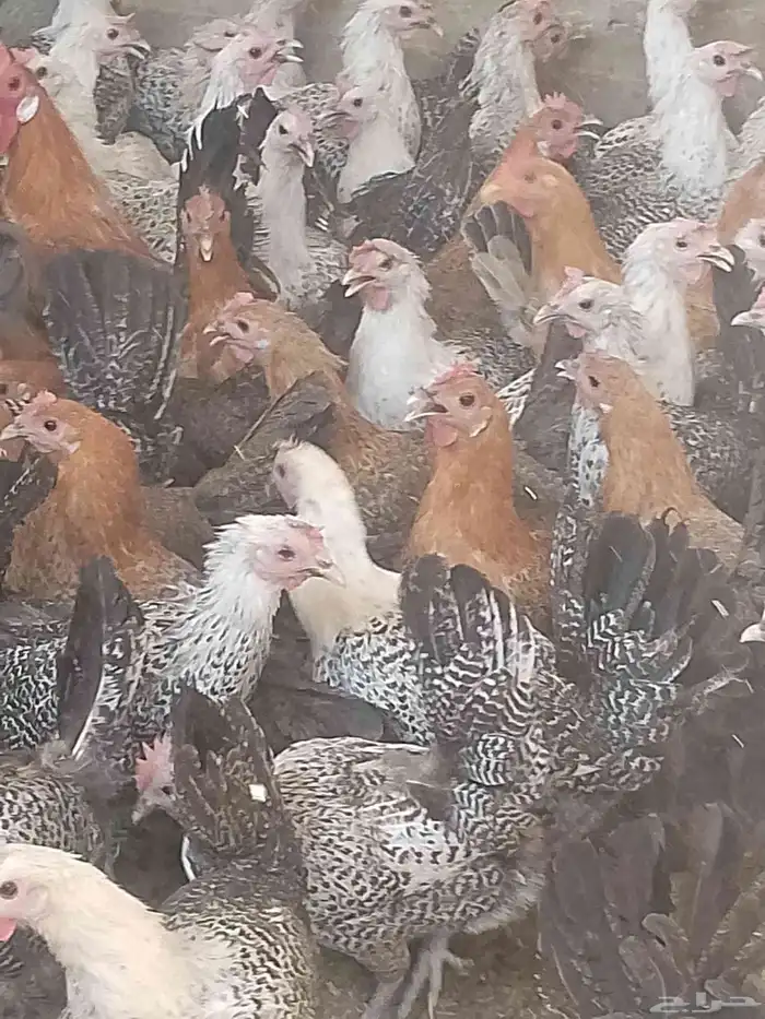 دجاج بياض اعمار 8و9شهور بياض 1