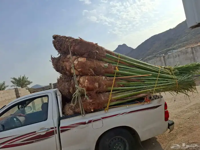 يوجد لدينا جثايث للبيع 7