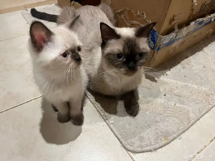 قطة سيامية واطفالها للبيع 3