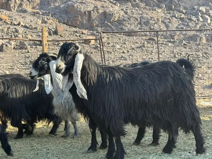 معزاء عوارض صنف 0