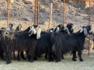 معزاء عوارض صنف index