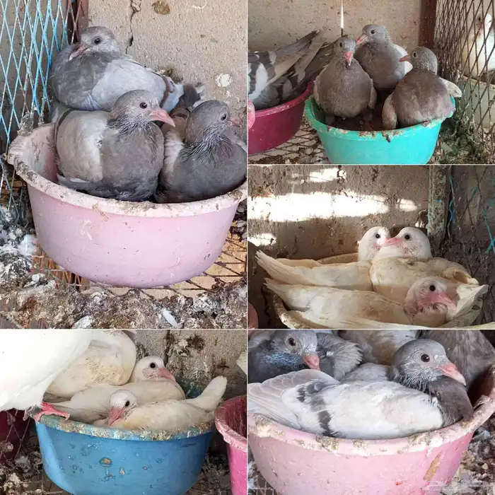 زغاليل سلفر 0