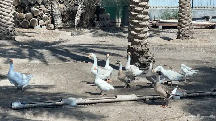 للبيع بط بلغاري وبط عراقي ويوجد فقاصه بحاله ممتازه تشيل 352 0