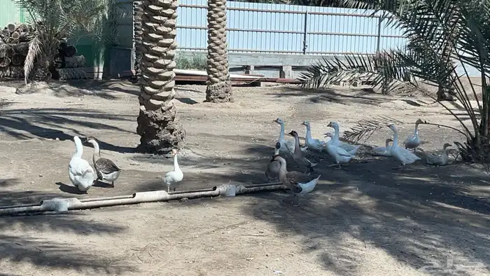للبيع بط بلغاري وبط عراقي ويوجد فقاصه بحاله ممتازه تشيل 352 1