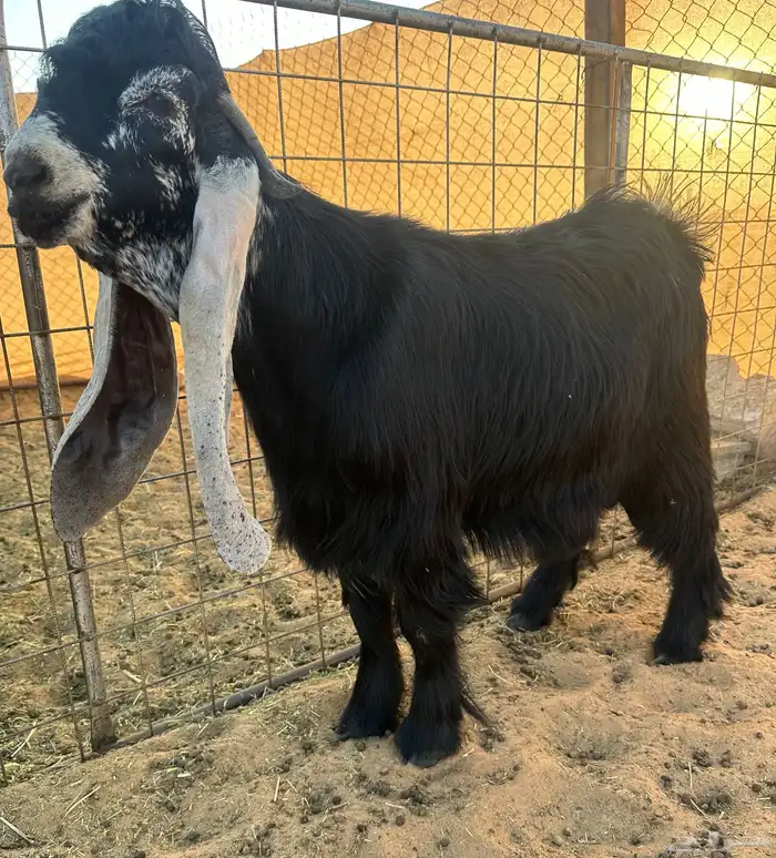 للبيع جذع خصصم 1