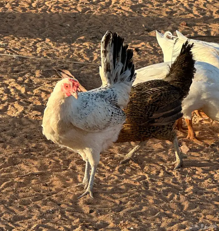 للبيع بط بكيني ودجاج فيومي 1