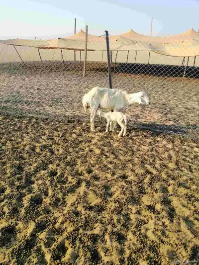حريه مطفل معها خروف   وداغور رخل index