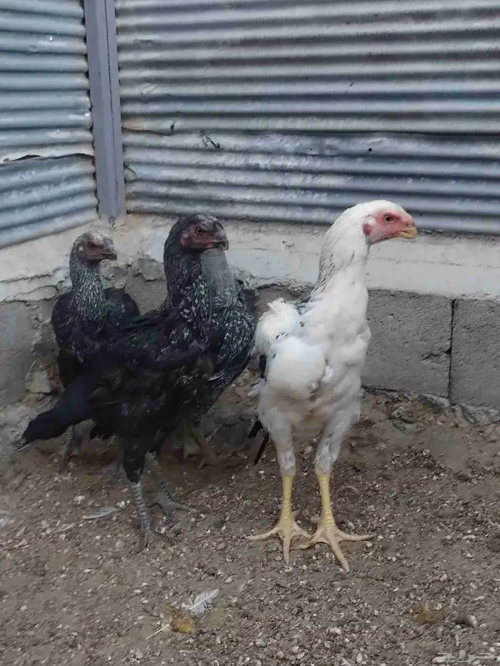 طقم اذناب الهند 2