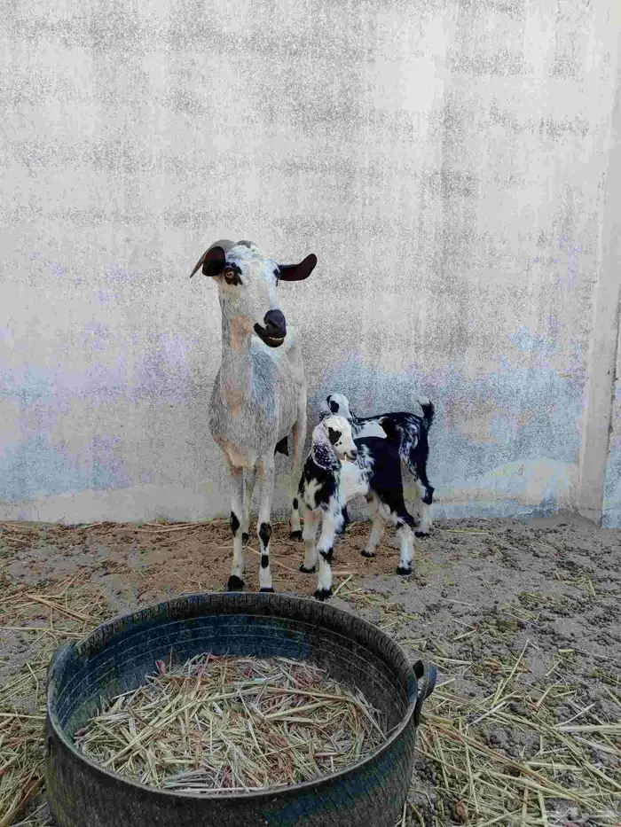 عنز بيشية متاومه 4