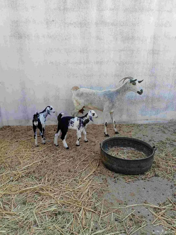 عنز بيشية متاومه 5