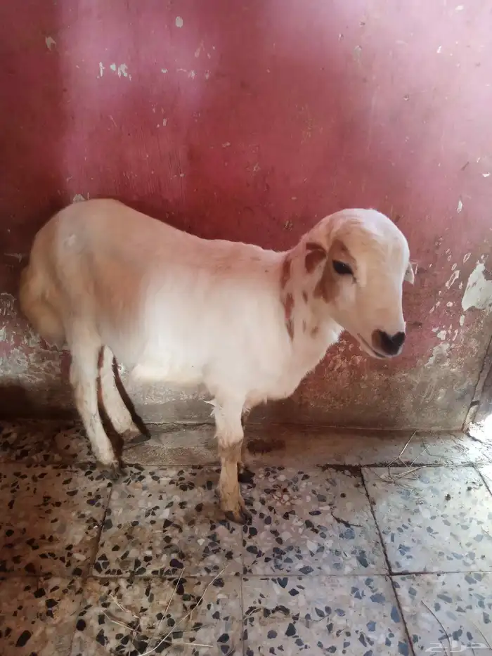 اربعه شهور عمره 2