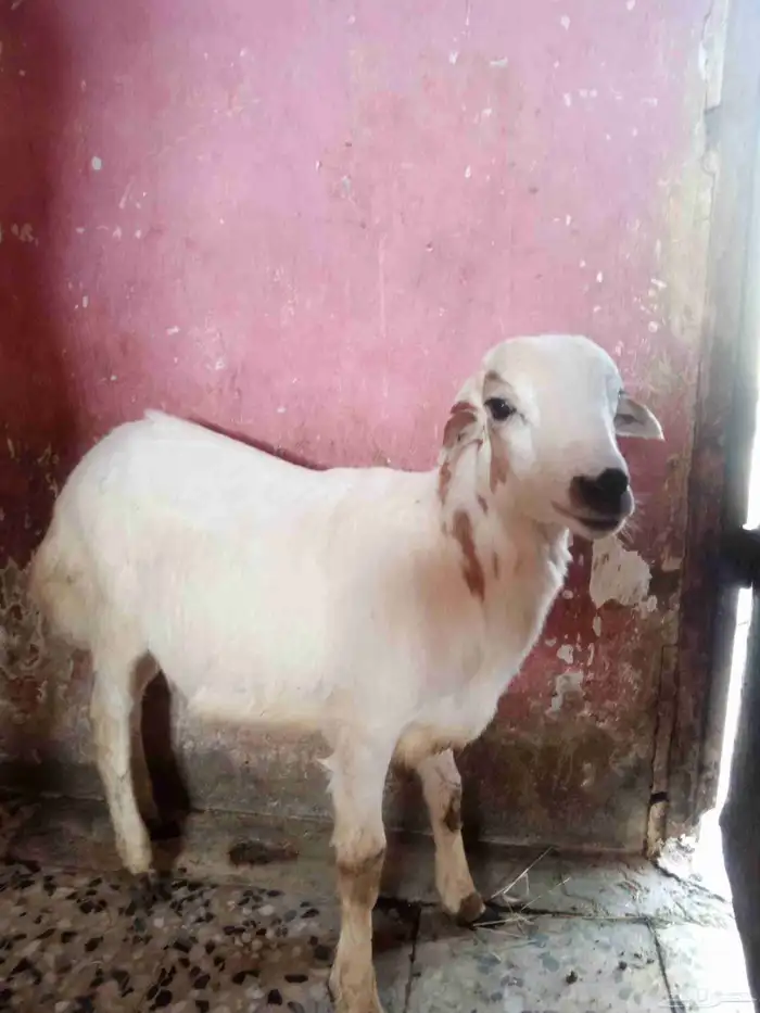 اربعه شهور عمره 0