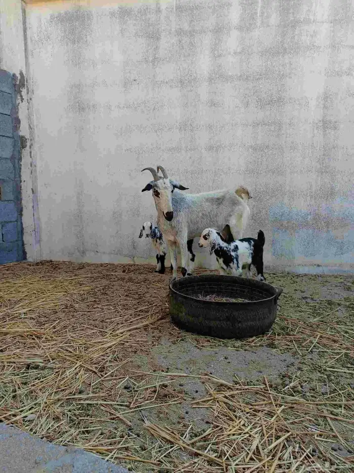 عنز بيشية متاومه 0