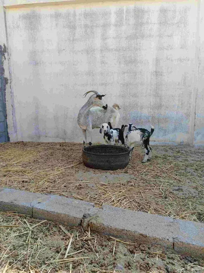 عنز بيشية متاومه 1